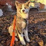 Un Akita Chow assis sur un sol jonch&eacute;s de feuilles mortes et qui est tenu en laisse 