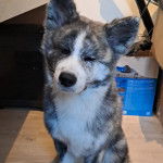 Un Akita Chow assis et semblant d&eacute;tendu