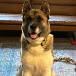 Un Akita Chow tirant la langue et portant un collier autour du cou