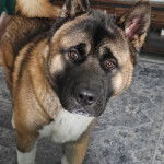 Un Akita Chow sur un tapis et regardant vers la cam&eacute;ra