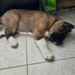 Un Akita Chow allong&eacute; sur un sol carrel&eacute; et semblant dormir 