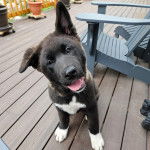 Un Akita Chow regardant vers la cam&eacute;ra et tirant la langue 