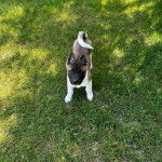 Un Akita Chow sur un terrain herbeux et regardant vers la cam&eacute;ra 