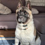 Un Akita Chow assis sur un tapis et portant un collier autour du cou