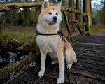 Un Akita Chow assis sur un pont en bois et qui est tenu en laisse