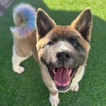 Un Akita Chow sur du gazon synth&eacute;tique et ayant la gueule ouverte 