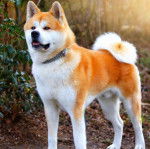 Photo Akita Chow