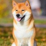 Un Akita Chow sur un terrain herbeux et tirant la langue 