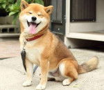 Un Akita Chow ayant la langue pendante et qui est tenu en laisse 