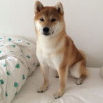 Un Akita Chow assis sur un lit et regardant vers la cam&eacute;ra