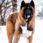 Un Akita Chow sur une surface enneig&eacute;e et regardant vers la cam&eacute;ra 