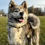Un Akita Chow tirant la langue et qui est tenu en laisse