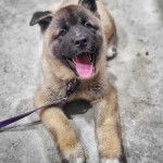 Un Akita Chow allong&eacute; sur une surface b&eacute;tonn&eacute;e et qui est tenu en laisse