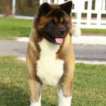 Un Akita Chow sur une surface gazonn&eacute;e et tirant la langue 