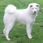 Un Akita Chow sur un terrain herbeux et qui est tenu en laisse 