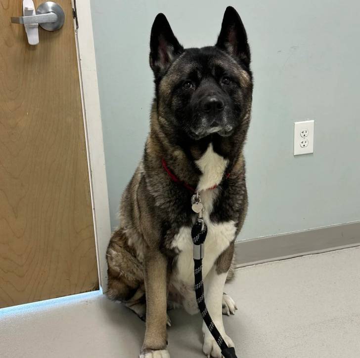 Un Akita Chow assis et qui est tenu en laisse 