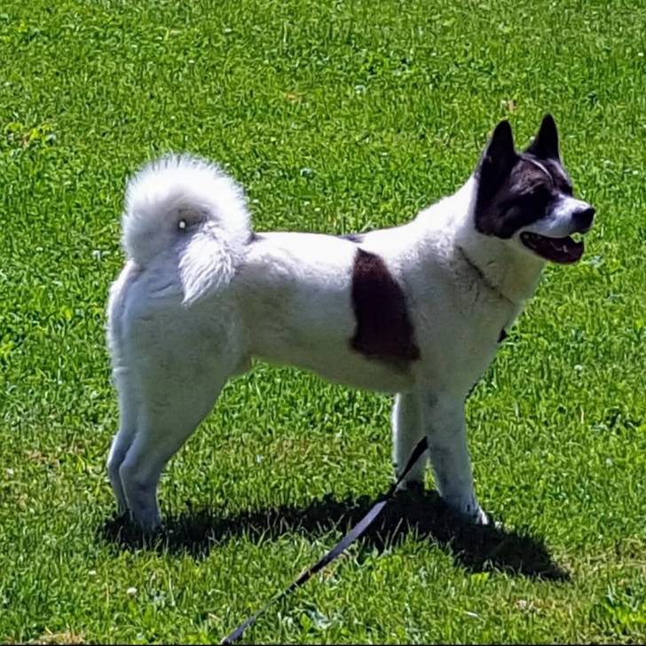 Un Akita Chow sur une surface herbacée et qui est tenu en laisse 