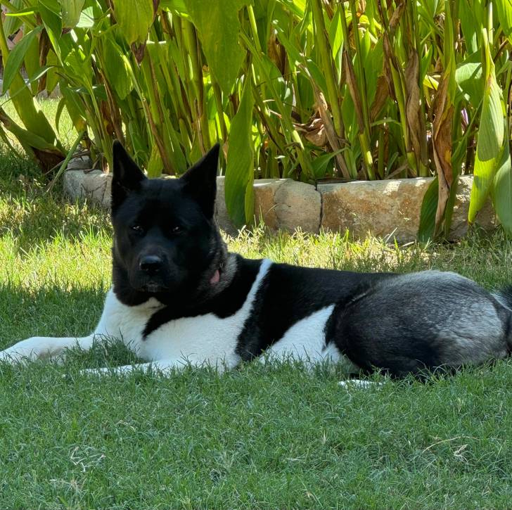 Un Akita Chow allongé sur un terrain herbeux et regardant vers la caméra 