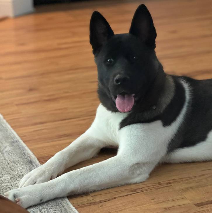 Un Akita Chow allongé sur un plancher et tirant la langue 