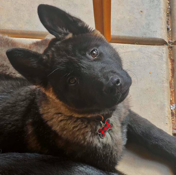 Un Akita Chow allongé sur une surface bétonnée et portant un collier autour du cou