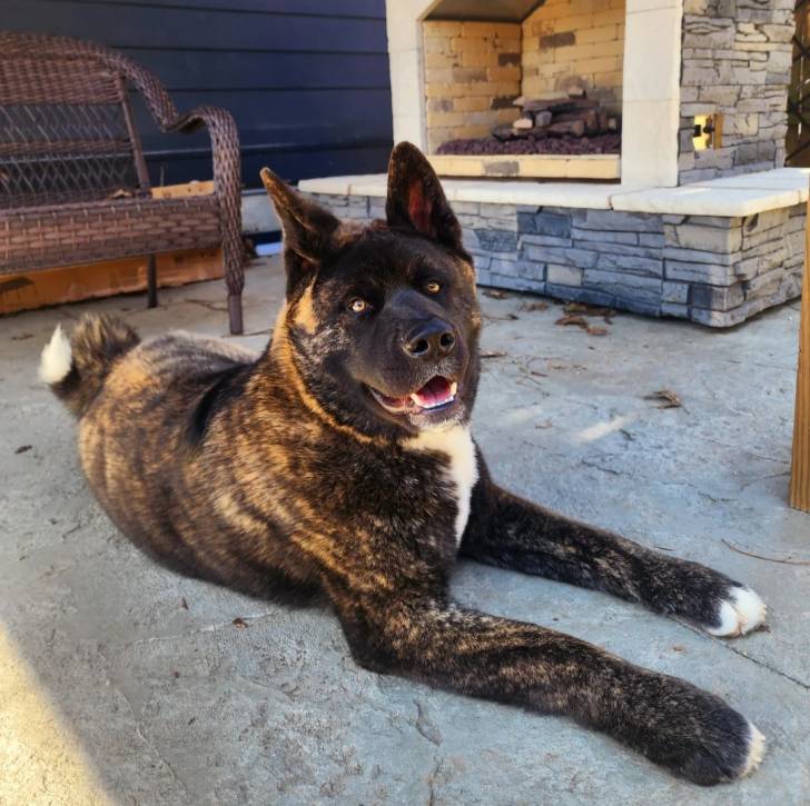 Un Akita Chow allongé sur une moquette et semblant détendu