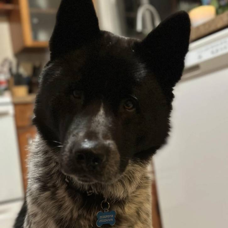 Un Akita Chow regardant vers la caméra et portant un collier autour du cou
