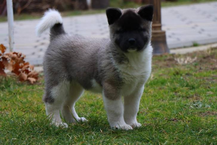 Un Akita Chow sur une surface herbacée et regardant vers la caméra 
