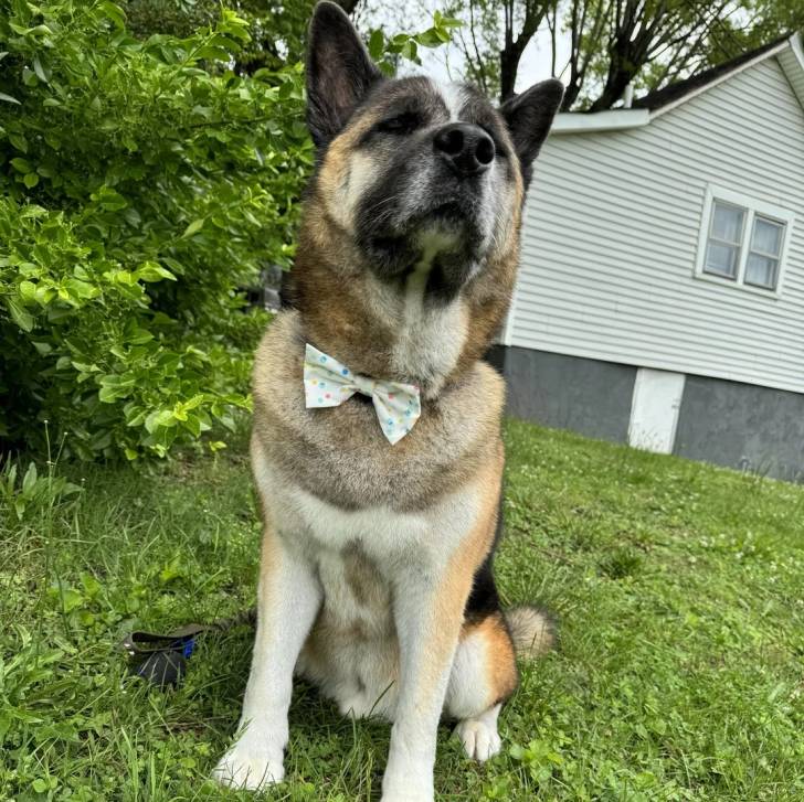 Un Akita Chow assis sur un terrain herbeux et portant un nœud