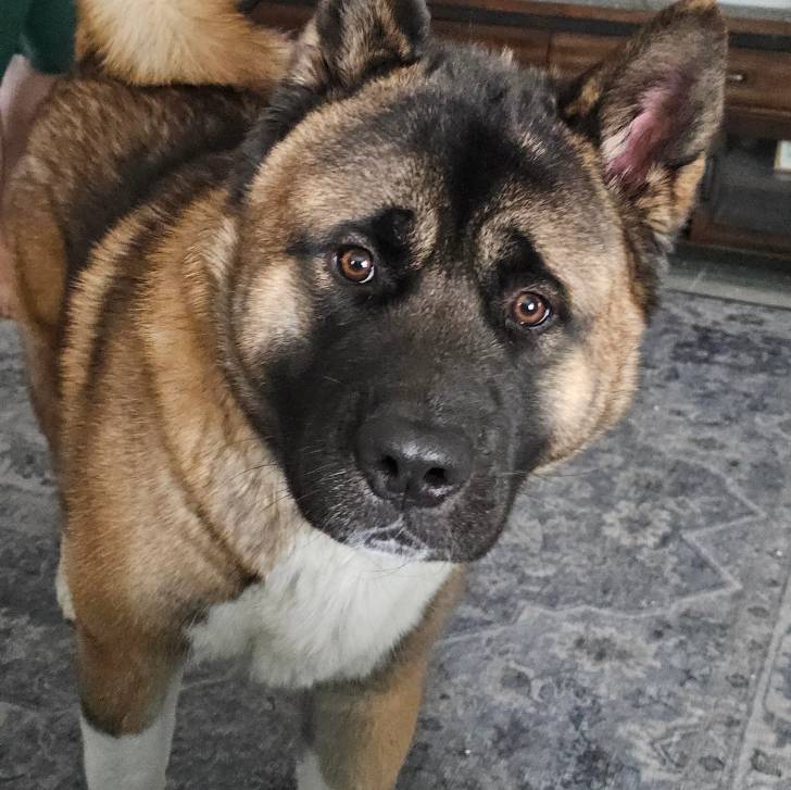 Un Akita Chow sur un tapis et regardant vers la caméra