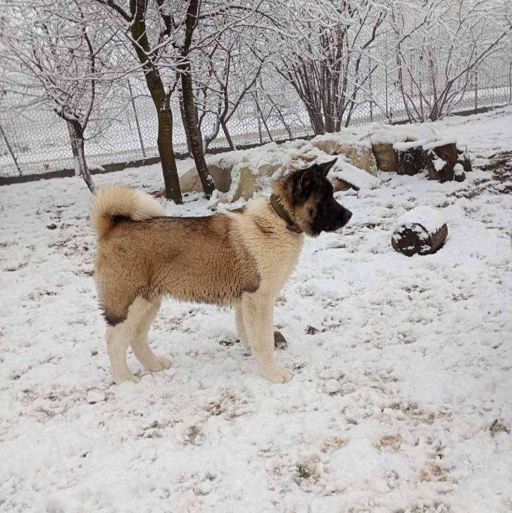 Un Akita Chow sur une surface enneigée et portant un collier autour du cou