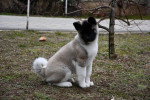 Un Akita Chow assis sur un terrain herbeux et semblant détendu  