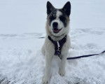 Un Akita Chow assis sur une surface enneigée et qui est tenu en laisse