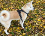 Un Akita Chow sur un sol jonchés de feuilles mortes et qui est tenu en laisse 