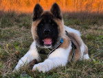 Un Akita Chow allongé sur une surface herbacée et portant un harnais 