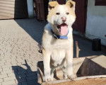 Un Akita Chow dans une brouette et portant un collier autour du cou