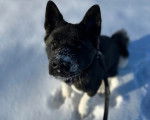 Un Akita Chow assis sur une surface enneigée et qui est tenu en laisse 