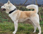 Un Akita Chow sur un terrain herbeux et qui est tenu en laisse 