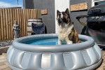 Un Akita Chow assis dans une piscine gonflable