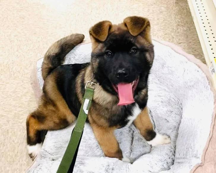 Un Akita Chow ayant la langue pendante et qui est tenu en laisse 