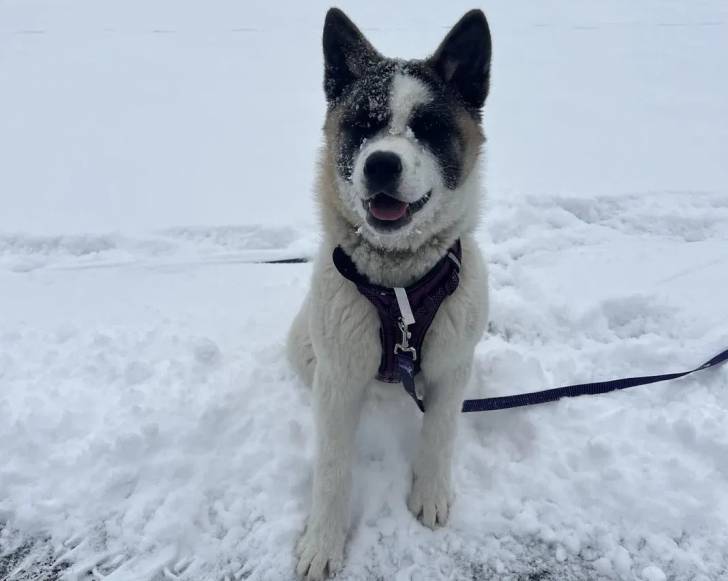 Un Akita Chow assis sur une surface enneigée et qui est tenu en laisse