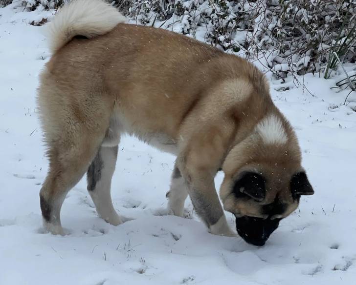 Un Akita Chow sur une surface enneigée et reniflant la neige 