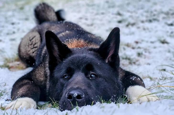 Un Akita Chow allongé et semblant détendu