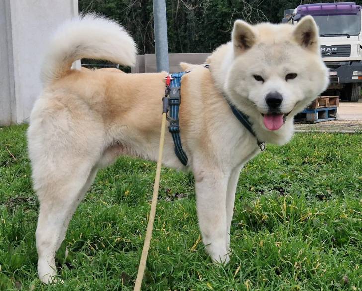 Un Akita Chow tirant la langue et qui est tenu en laisse 