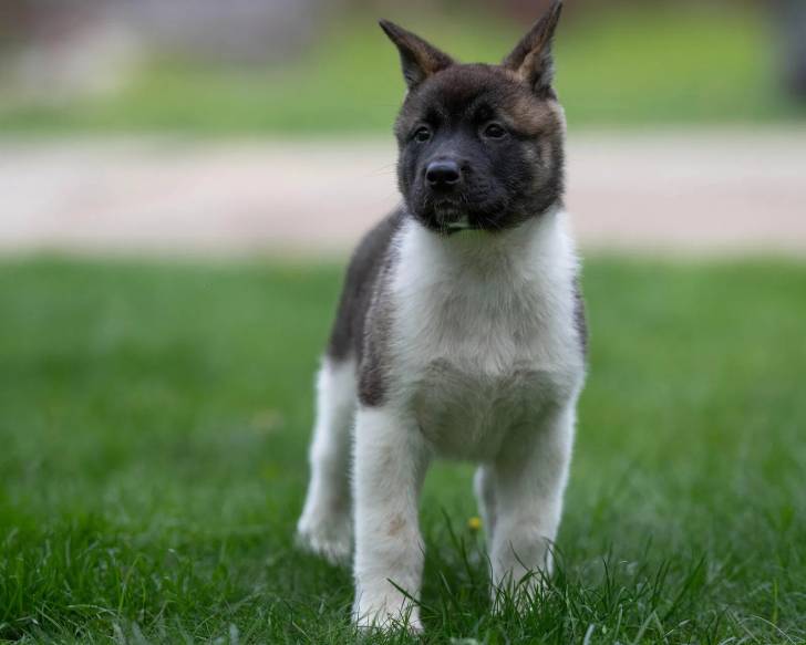 Un chiot Akita Chow sur une surface gazonnée 