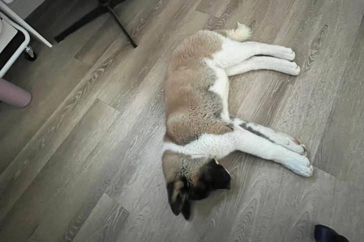 Un Akita Chow allongé sur un plancher et semblant dormir 