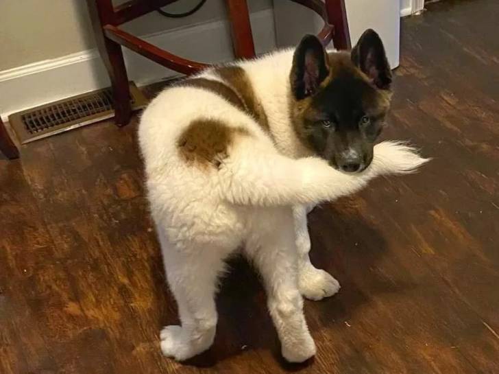 Un Akita Chow regardant vers la caméra et semblant se mordre la queue