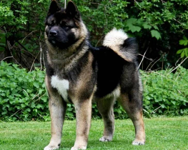 Un Akita Chow sur une surface gazonnée et semblant détendu