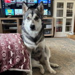 Un Alusky assis sur une moquette et semblant détendu 