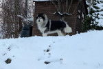 Un Alusky sur une surface enneigée 