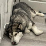 Un Alusky allongé sur un plancher et semblant détendu 